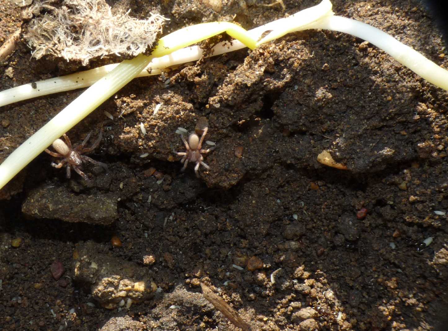 Ragni insieme a formiche Messor ibericus (Anagraphis ochracea)